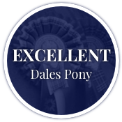 Excellent Dales Pony