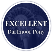 Excellent Dartmoor Pony