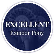 Excellent Exmoor Pony