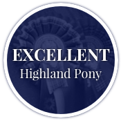 Excellent Highland Pony