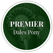 Premier Dales Pony