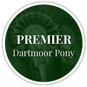 Premier Dartmoor Pony