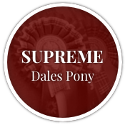 Supreme Dales Pony