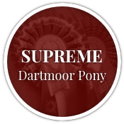 Supreme Dartmoor Pony