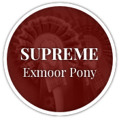 Supreme Exmoor Pony